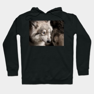 Wolf portrait closeup with bright blue eye Hoodie